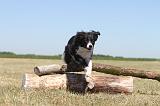 BORDER COLLIE 184